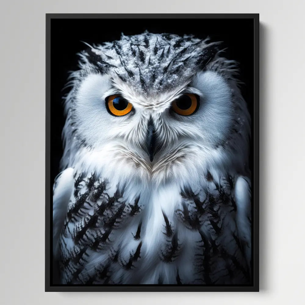 Snowy Owl Black Portrait