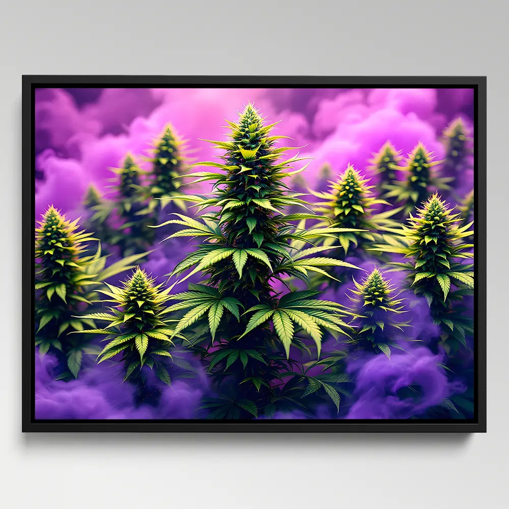 Purple Smoke